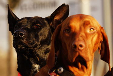 Hundebetreuung Friedrichshain 1